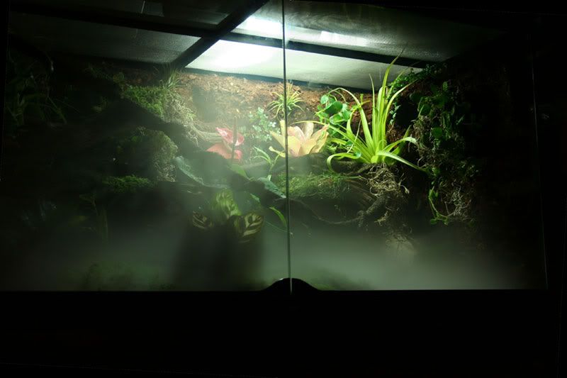 My FIRST build log. Exo Terra 36 X 18 X 24 Dendroboard